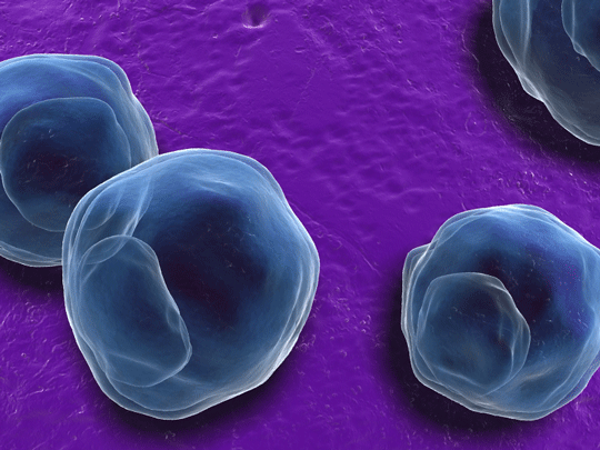 electron microscope image of chlamydia